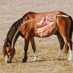 Gut / Digestion