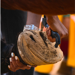 Hoof Care
