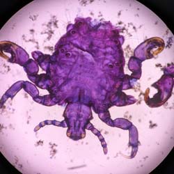 Parasite Control